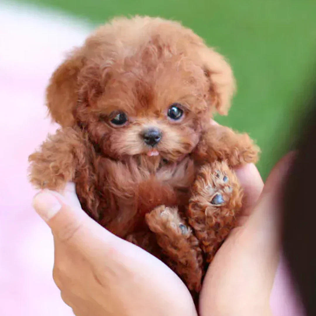 š¶šNicoo - My Realistic Robot Puppy